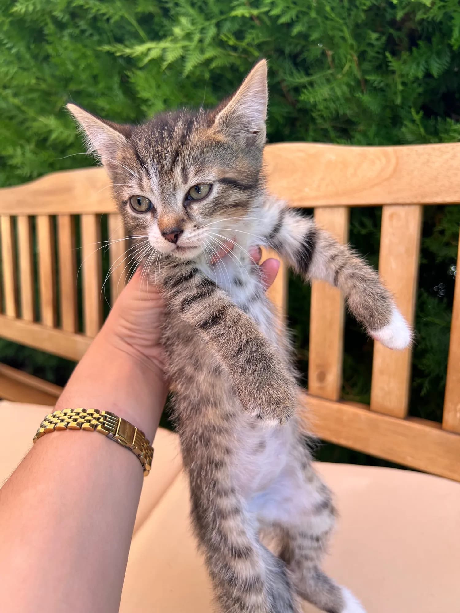 🐯, fotografija 1