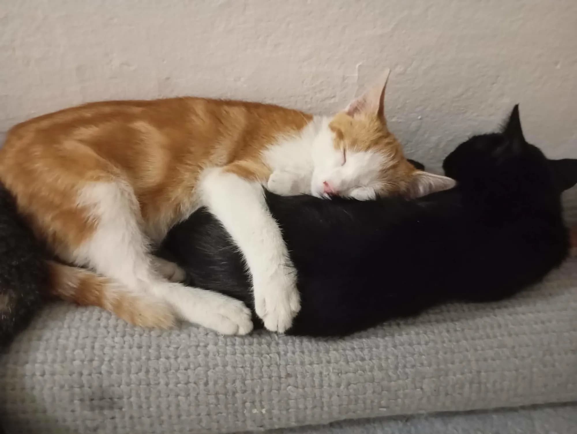 Miki i Viki