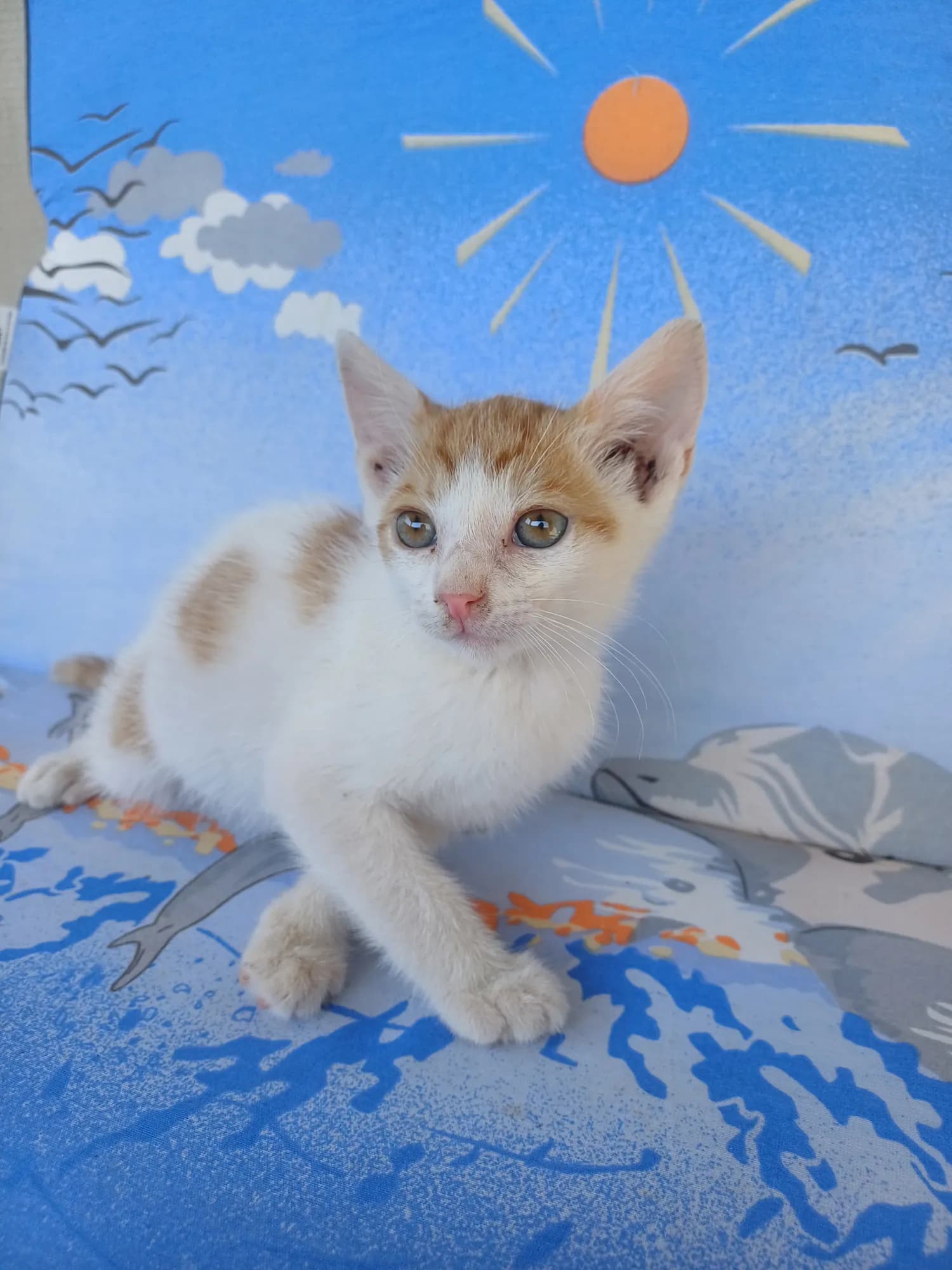 Simba