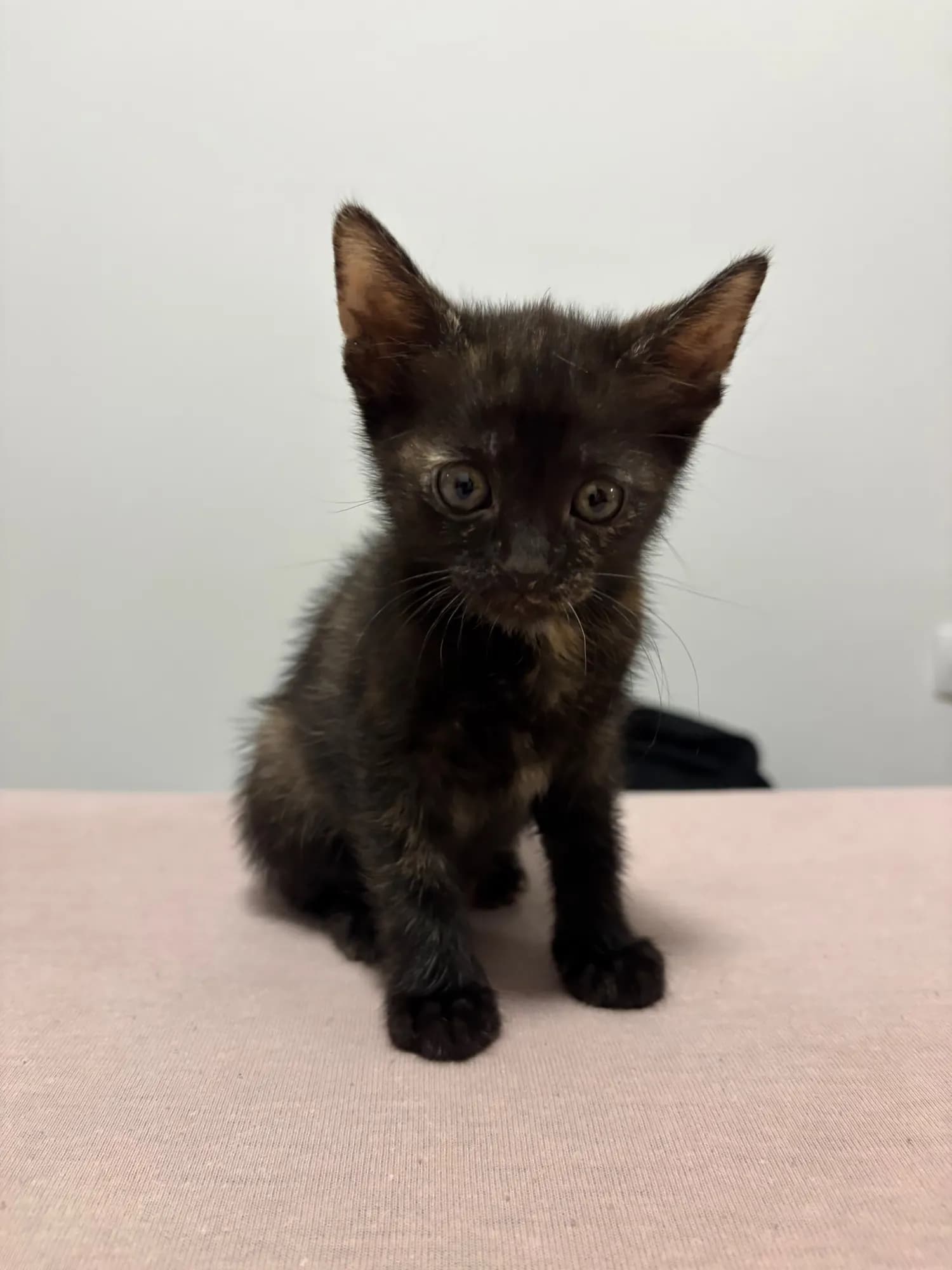 Fifi, fotografija 1